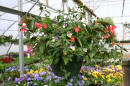 hanging_basket16.jpg (145343 bytes)