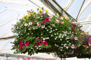 hanging_basket20.jpg (143325 bytes)