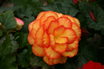 Begonia